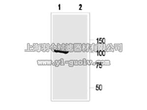 merck millipore,默克密理博,AB9770-50UL,Anti-MaxiK Antibody, aa1184-1200.