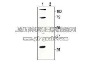 merck millipore,默克密理博,AB9772-200UL,Anti-SK1 (KCA2.1) Antibody