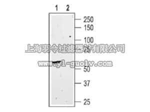 merck millipore,默克密理博,AB9774-200UL,Anti-Somatostatin Receptor Type 3 Antibody