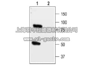 merck millipore,默克密理博,AB9780-200UL,Anti-TWIK-1 Antibody