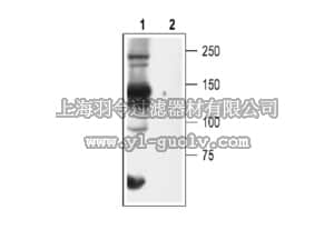 merck millipore,默克密理博,AB9826-200UL,Anti-Cav3.2 Antibody