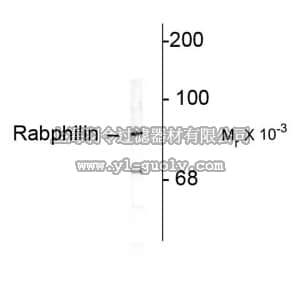 merck millipore,默克密理博,AB9838,Anti-Rabphillin 3A Antibody