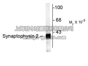 merck millipore,默克密理博,AB9840,Anti-Synaptophysin 2 Antibody