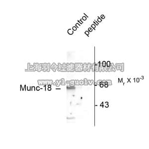 merck millipore,默克密理博,AB9842,Anti-phospho-Munc-18 (Ser515) Antibody