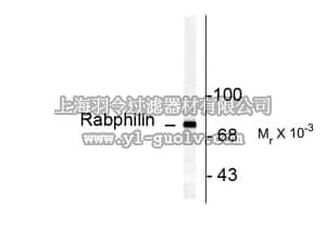 merck millipore,默克密理博,AB9844,Anti-phospho-Rabphillin 3A (Ser234) Antibody