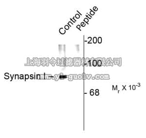 merck millipore,默克密理博,AB9848,Anti-phospho-Synapsin I (Ser62,Ser67) Antibody