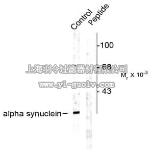 merck millipore,默克密理博,AB9850,Anti-phospho-α Synuclein (Ser129) Antibody