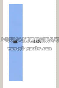 merck millipore,默克密理博,AB9854,Anti-Growth Associated Protein 43 Antibody