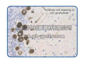 merck millipore,默克密理博,AB9858,Anti-GPCR G2A Antibody