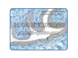 merck millipore,默克密理博,AB9860,Anti-GPCR G2A Antibody