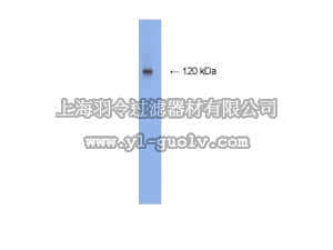 merck millipore,默克密理博,AB9864,Anti-NMDAR1 Antibody, rabbit monoclonal