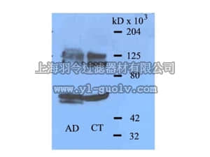 merck millipore,默克密理博,AB9892,Anti-CRMP-2 Antibody