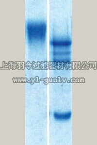 merck millipore,默克密理博,AG265,Neural Cell Adhesion Molecule, chicken