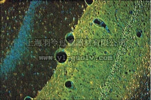 merck millipore,默克密理博,AG310-30MG,FLUORO-JADE B