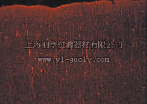 merck millipore,默克密理博,AP182C,Donkey Anti-Rabbit IgG Antibody, Cy3 conjugate, Species Adsorbed