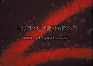 merck millipore,默克密理博,AP192R,Donkey Anti-Mouse IgG Antibody, Rhodamine conjugate, Species Adsorbed