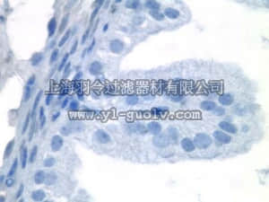 merck millipore,默克密理博,AP340P-50ML,Goat Anti-Mouse IgG Antibody, Poly-HRP, Ampli-HRP