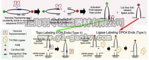 merck millipore,默克密理博,APT1000,ApopTag ISOL Dual Fluorescence Apoptosis Detection Kit (DNase Types I & II)