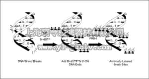 merck millipore,默克密理博,APT115,Apo-BrdU™ Detection Kit
