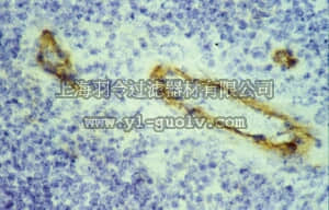 merck millipore,默克密理博,CBL180,Anti-CD62E [ELAM-1] Antibody, clone 1.2B6