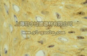merck millipore,默克密理博,CBL490,Anti-Integrin αV Antibody, clone 13C2