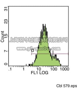 merck millipore,默克密理博,CBL579,Anti-CD81 Antibody, clone I.3.3.22