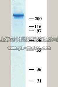 merck millipore,默克密理博,CC065,Human Tenascin-C Purified Protein