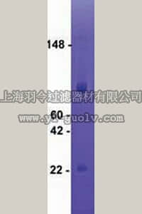 merck millipore,默克密理博,CC079,MMP-9, human, transfected cells (pro and active)