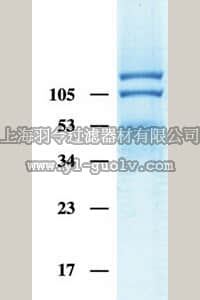 merck millipore,默克密理博,CC1019,Human Integrin αVβ3, Triton X-100 Formulation