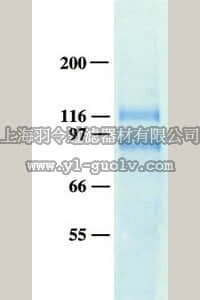 merck millipore,默克密理博,CC1023,Human Integrin αVβ5, Octyl-β-D-glucopyranoside Formulation