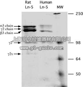 merck millipore,默克密理博,CC145,Rat Laminin-5