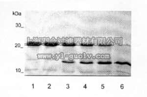 merck millipore,默克密理博,CC1890,Aggrecan Interglobular Domain, Recombinant, His-tagged