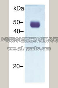 merck millipore,默克密理博,CC4000,Urokinase-type Plasminogen Activator