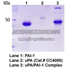 merck millipore,默克密理博,CC4075,Human Plasminogen activator inhibitor-1, recombinant