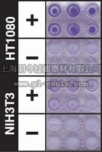 merck millipore,默克密理博,ECM550,QCM ECMatrix Cell Invasion Assay, 24-well (8 µm), colorimetric