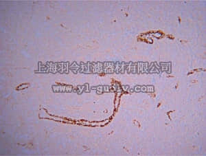 merck millipore,默克密理博,ECM590,Blood Vessel Staining Kit