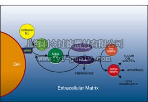 merck millipore,默克密理博,ECM610,PAI Activity Assay