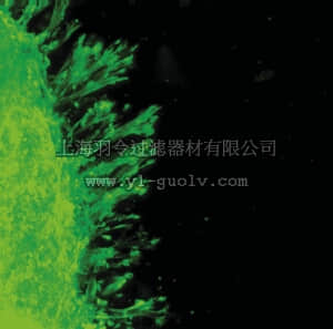 merck millipore,默克密理博,ECM675,3D Collagen Culture Kit