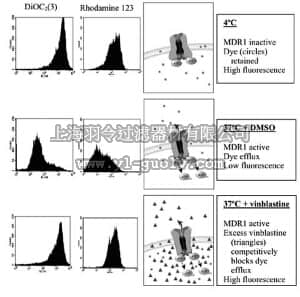 merck millipore,默克密理博,ECM910,MDR1 Efflux Assay