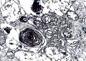 merck millipore,默克密理博,109266,2% 锇酸溶液