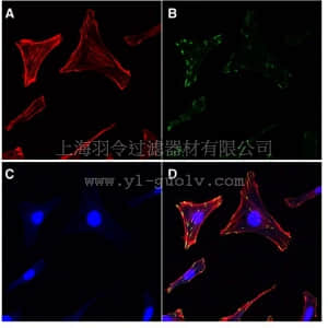 merck millipore,默克密理博,FAK100,Actin Cytoskeleton / Focal Adhesion Staining Kit