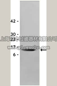 merck millipore,默克密理博,GF029,Brain Derived Neurotrophic Factor, recombinant