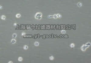 merck millipore,默克密理博,LIF1005,Leukemia Inhibitory Factor Protein, Recombinant human - 5 µg