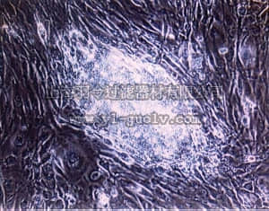 merck millipore,默克密理博,ESG2206,Rat ESGRO, 1 million units/1 mL