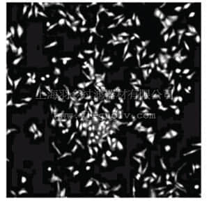 merck millipore,默克密理博,MAB10003,Anti-HECTH9 Antibody, clone AX81