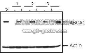 merck millipore,默克密理博,MAB10005,Anti-ABCA1 Antibody, clone AB.H10