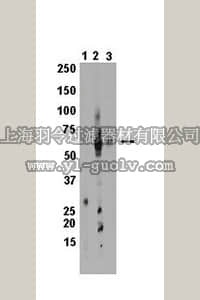 merck millipore,默克密理博,MAB10035,Mouse Anti-Rat Cytochrome P450 CYP 1A2 Antibody