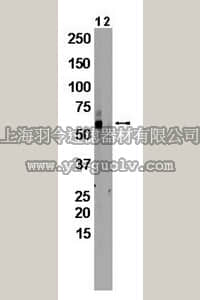 merck millipore,默克密理博,MAB10040,Mouse Anti-Rat Cytochrome P450 CYP 2C6 Antibody