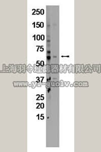 merck millipore,默克密理博,MAB10041,Mouse Anti-Rat Cytochrome P450 CYP3A4 Antibody, 3A1, 3A11