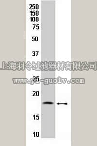 merck millipore,默克密理博,MAB10142,Anti-Brachyury 2 Antibody, clone 4G7
